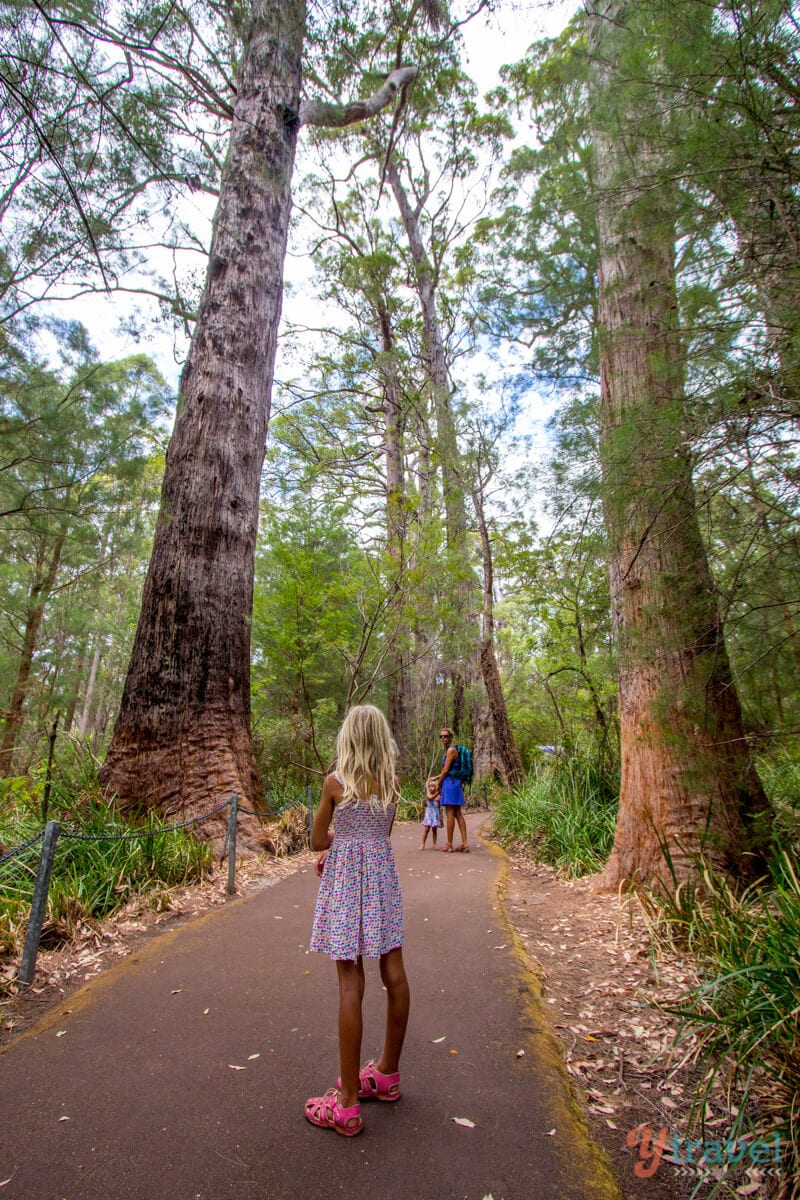 people on a trail in a forest