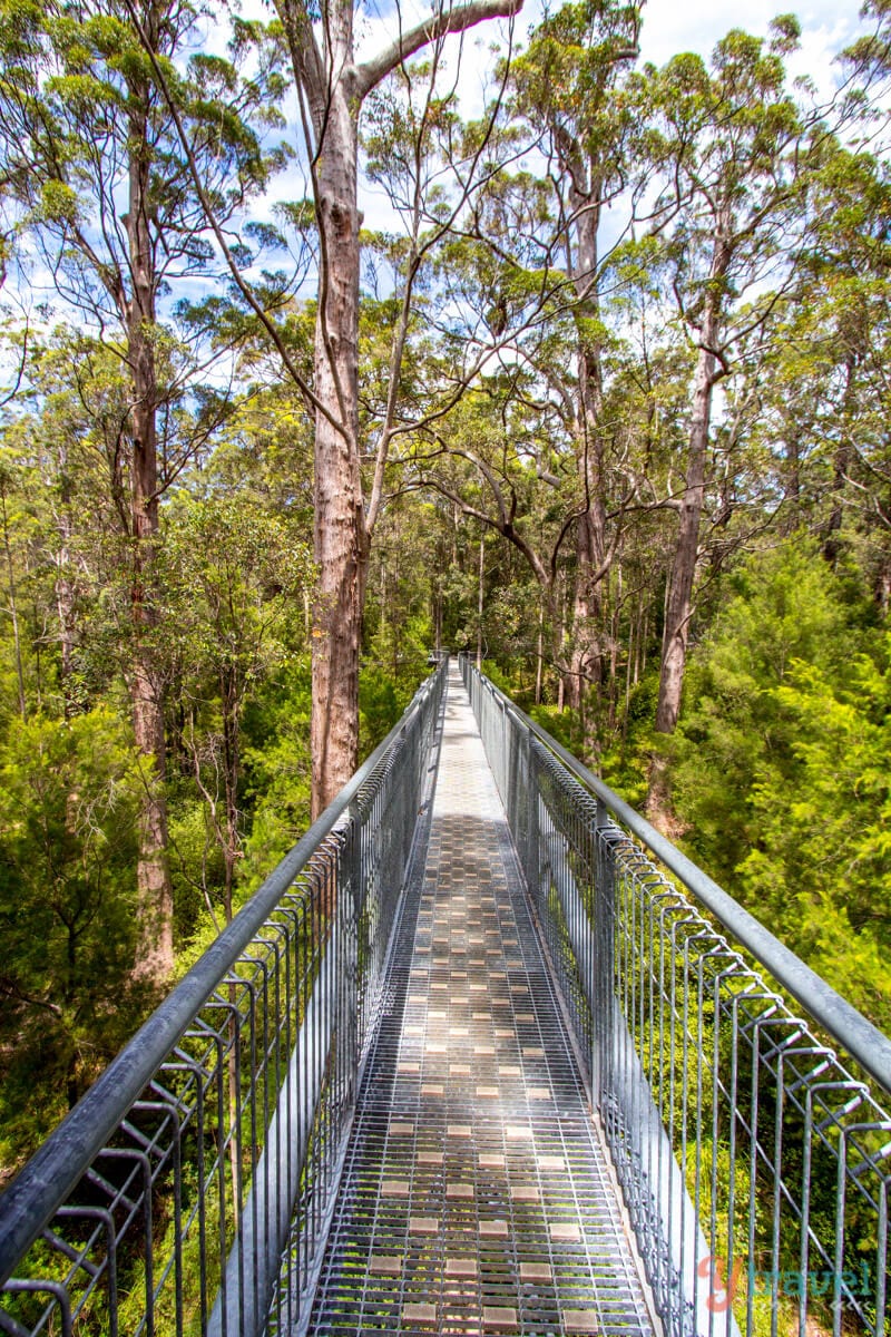 Tree Top Walk in the Valley of the Giants, Western Australia