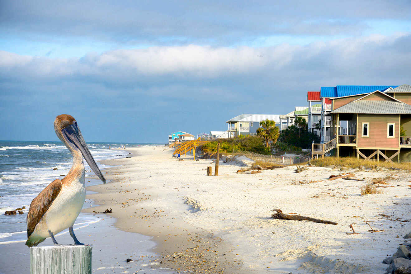 beach with houses and a pelican