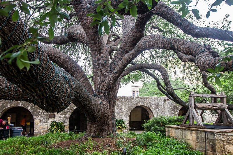 100 year old tree Alamo San Antonio Texas