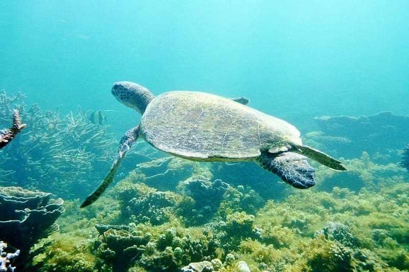 See turtles in Exmouth, Western Australia