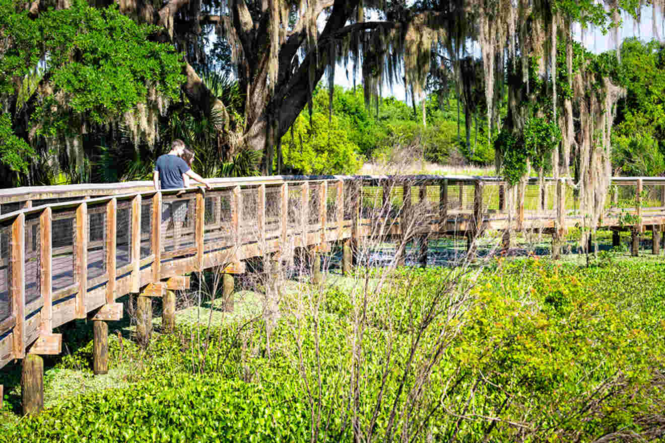 wooden foot path at Paynes Prairie