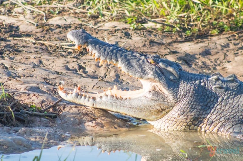 Saltwater Crocodile with mouth open