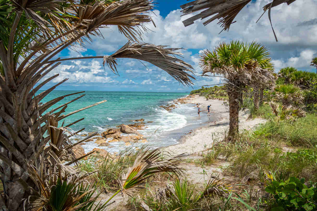 beach with palm trees