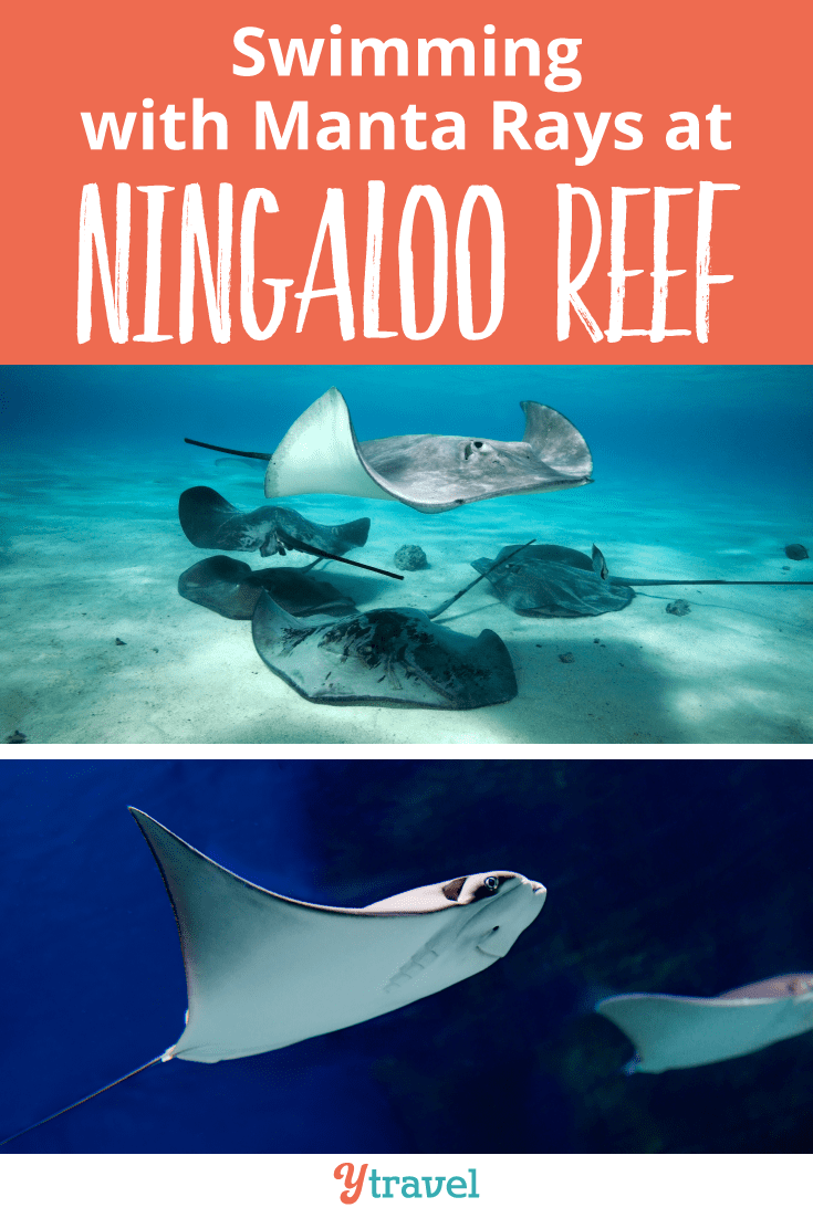 Swimming with Manta Rays at Ningaloo Reef