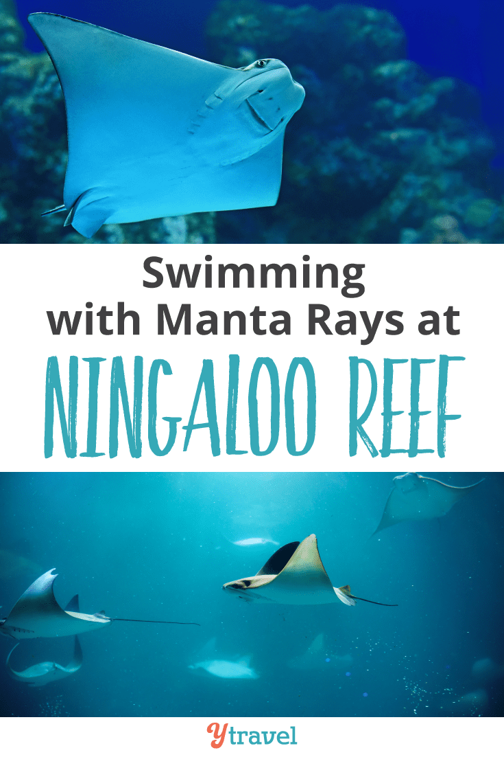 Swimming with Manta Rays at Ningaloo Reef