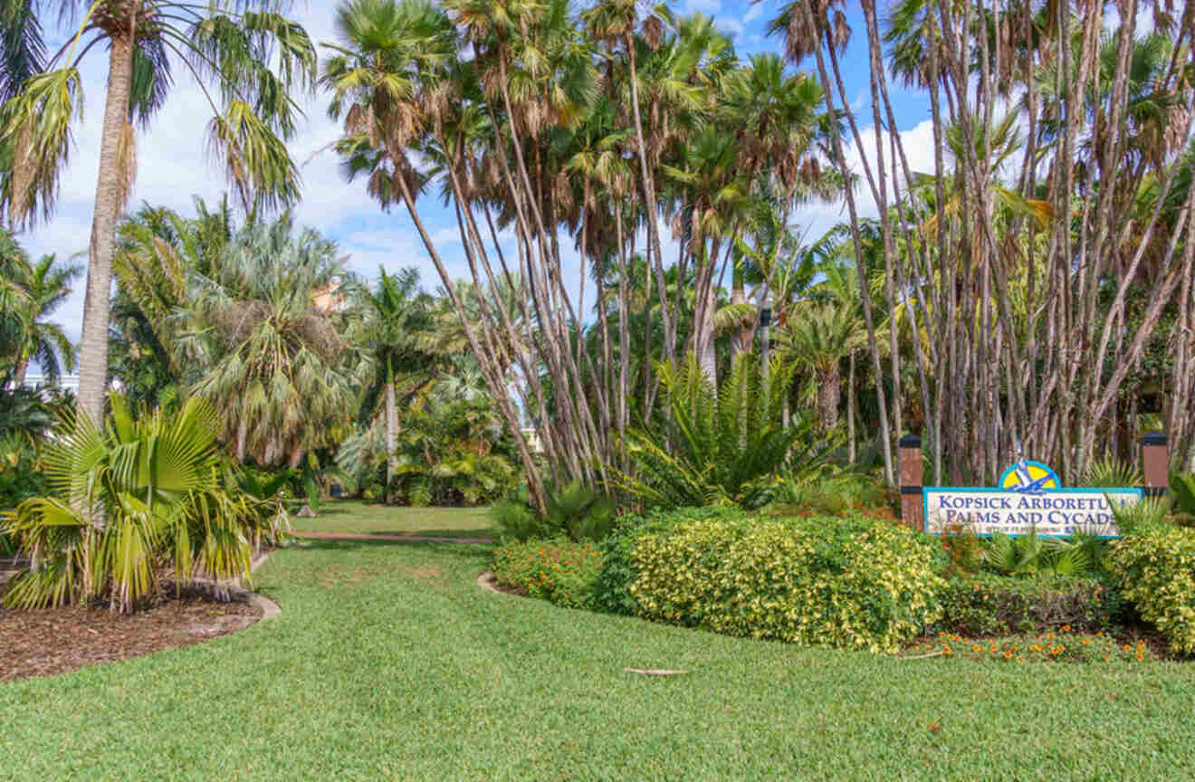 View of tall palm trees at Gizella Kopsick Arboretum