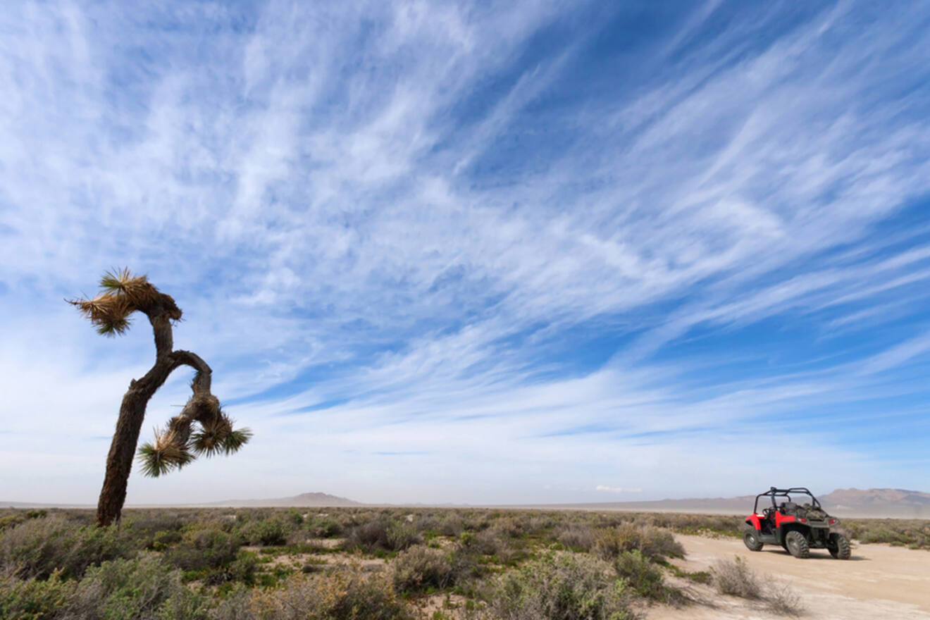 3 Joshua Tree on a 4x4 vehicle 1