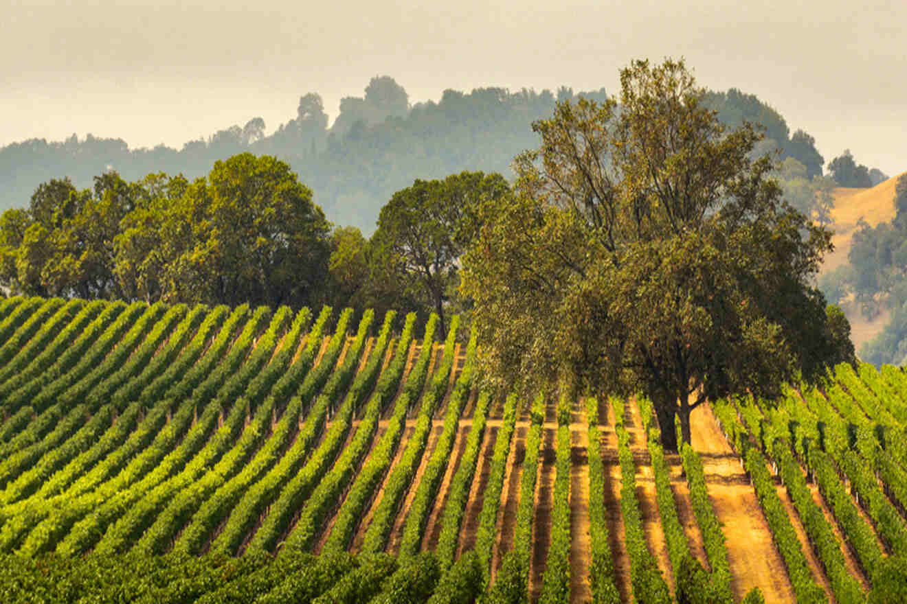 aerial view over sonoma vineyard