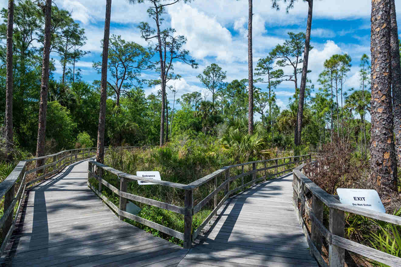 wooden footpaths at Corkscrew Swamp & Sanctuary