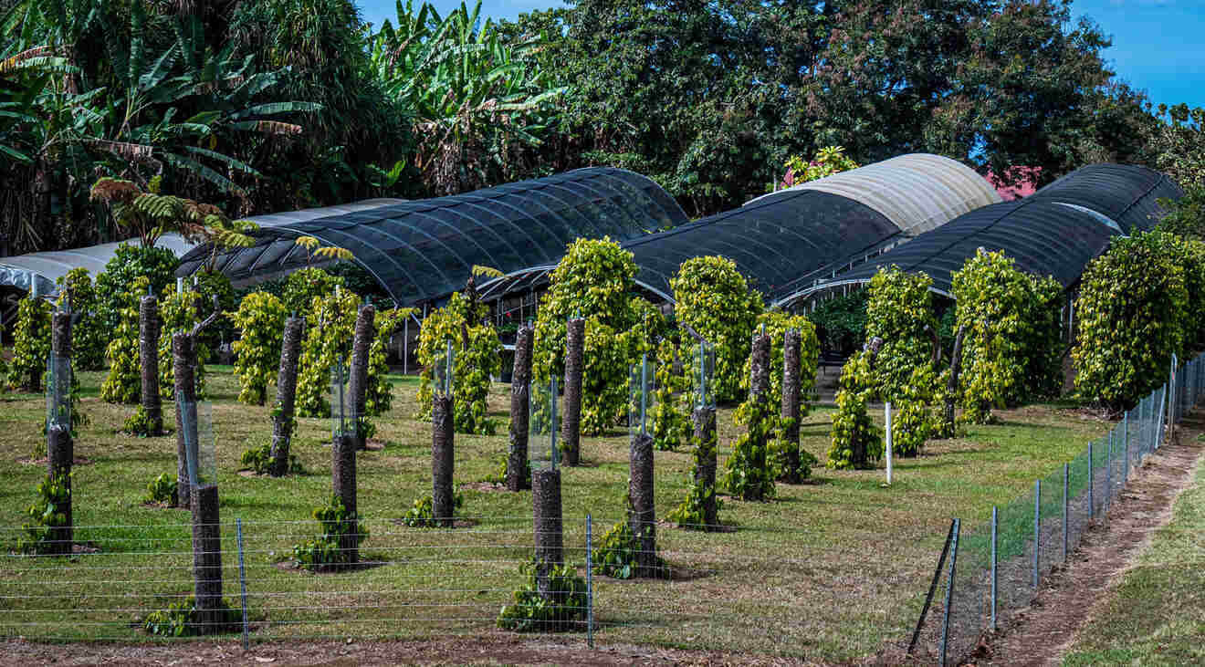 View of a coffee plantation