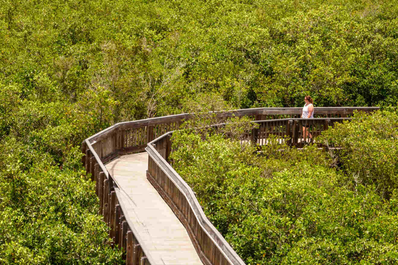 A boardwalk in Weedon Island Preserve