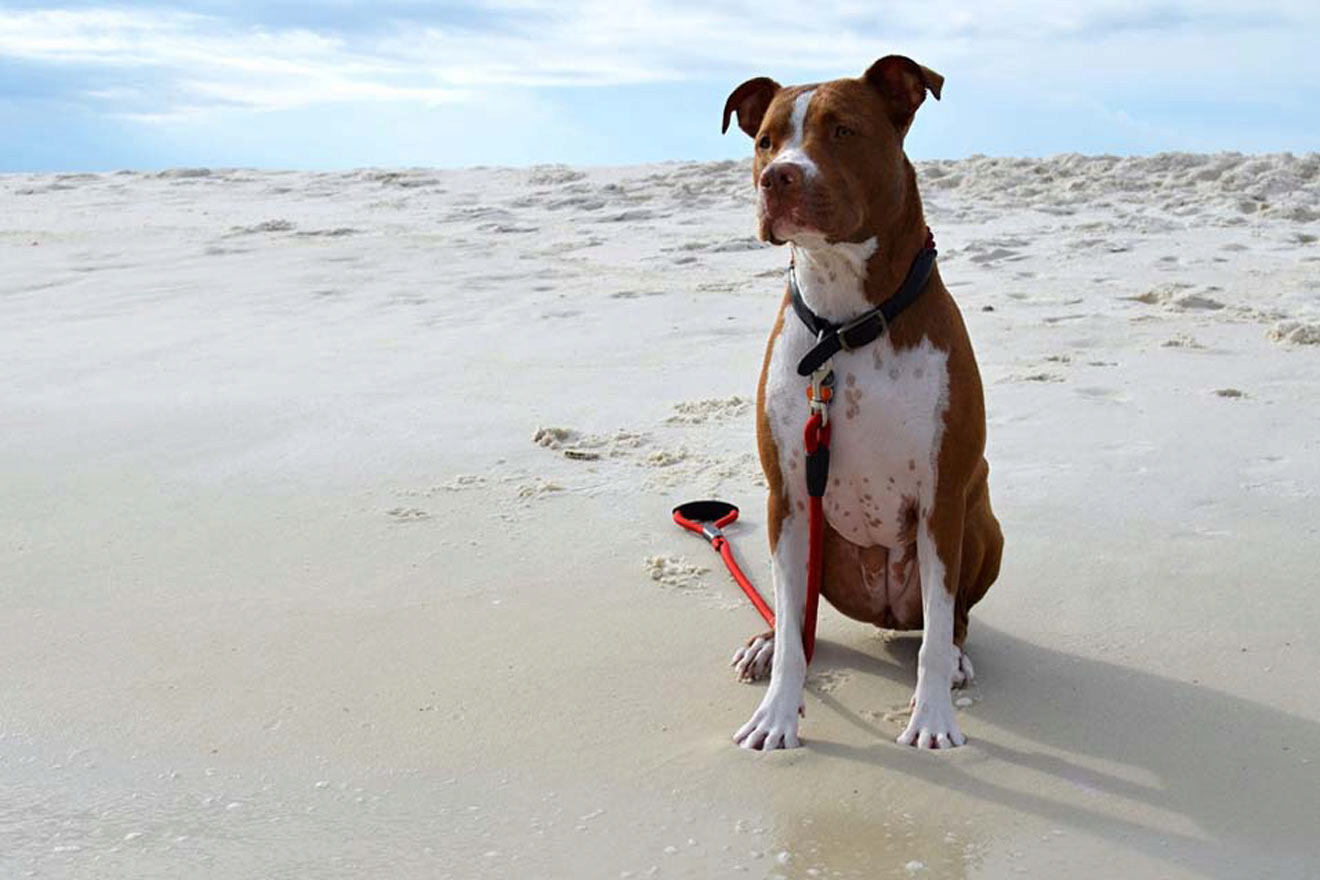 dog on the beach