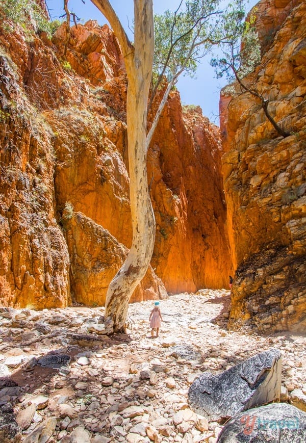 a tall tree in a canyon