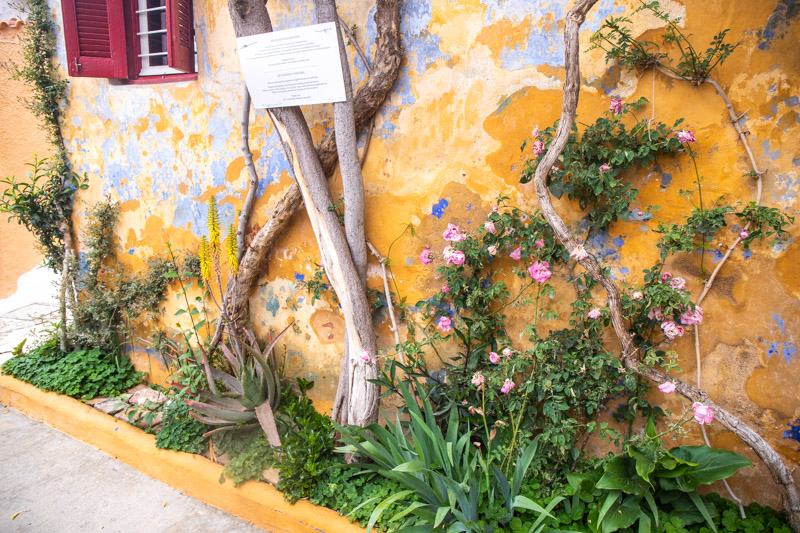 yellow wall with vines running up it