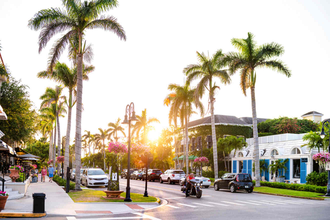 street with palm trees and parked cars