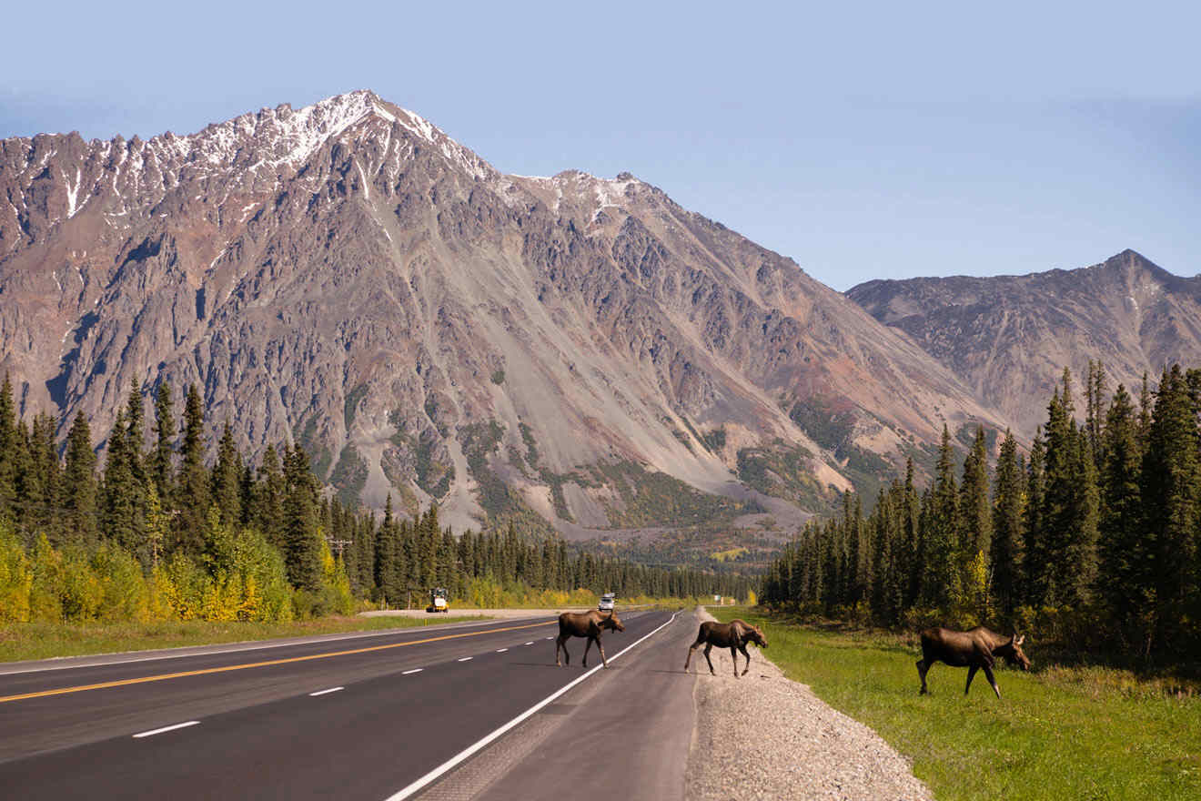 Denali National Park - moose crossing the road