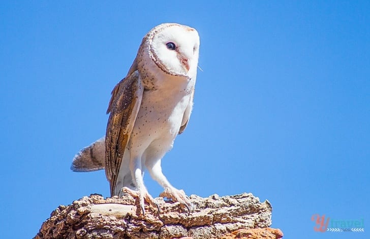 A white owl standing on a rock