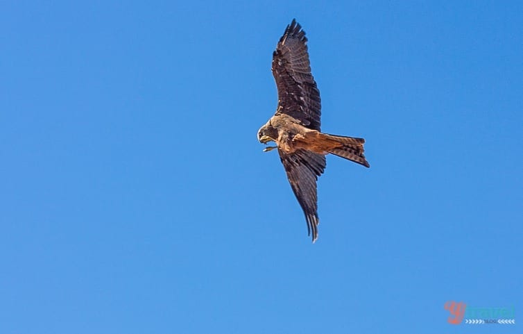 an eagle flying in the sky