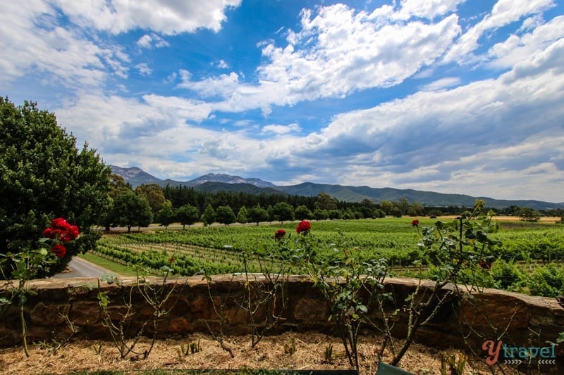 Feathertop Winery Bright (11)