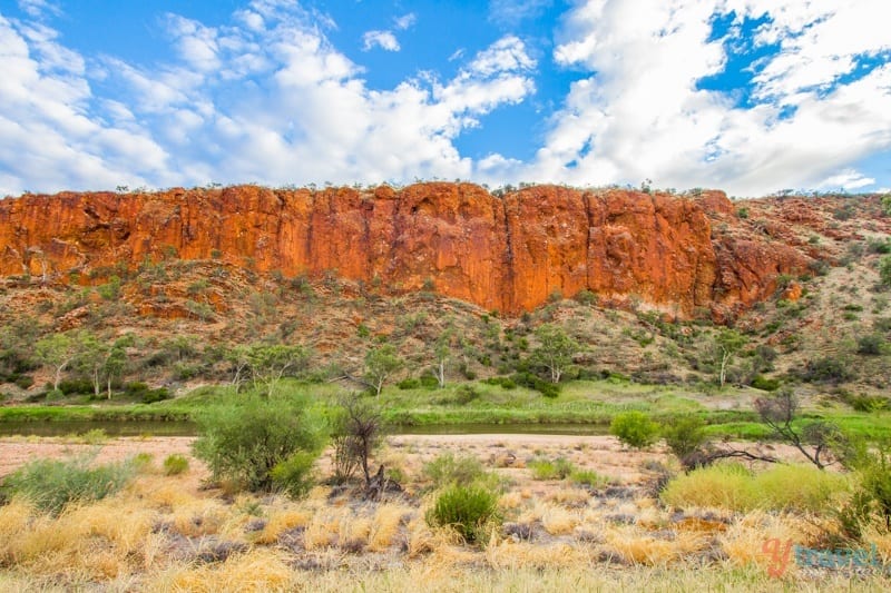 trees and bushes in a canyon