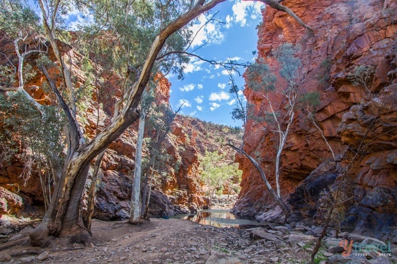 trees in a canyon