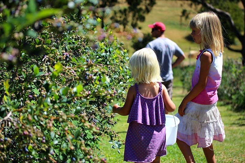 girls picking fruits out of bushes