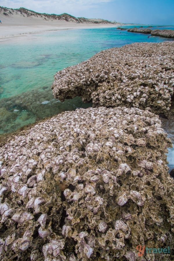 coral in the ocean