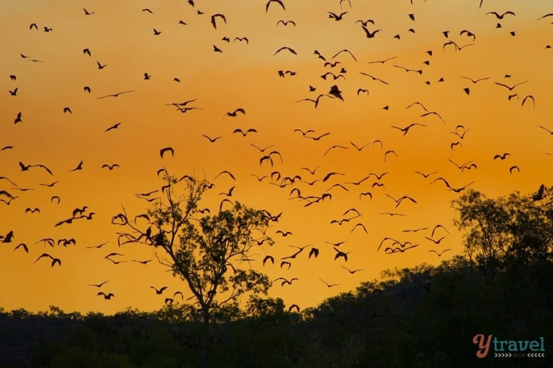  fruit bats flying at sunset