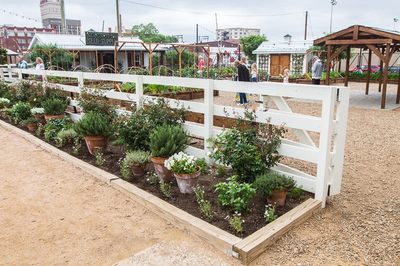 row of plants for sale at Magnolia Seeds 