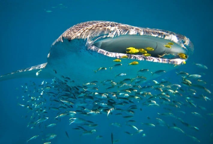 Ningaloo Reef Whale Shark