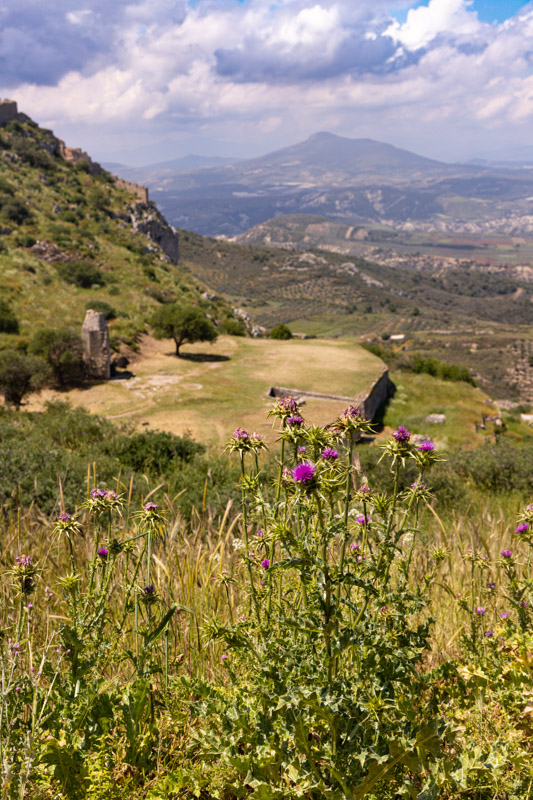 wildflowers and lush views of acrocorinth