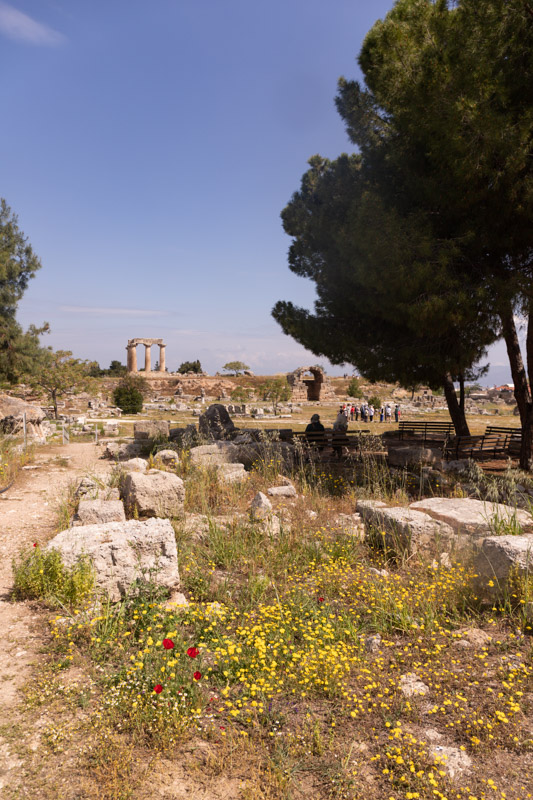 temple of apollo in distance of archeological park with trees and other ruins