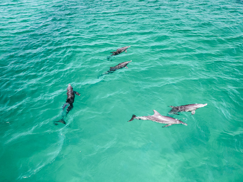 dolphins in the ocean