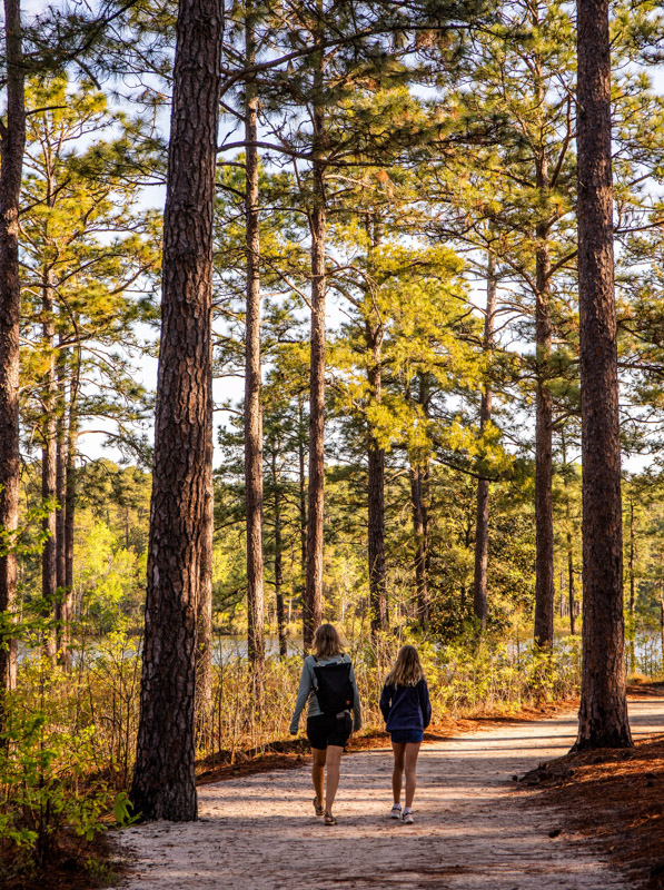 people hiking in forest