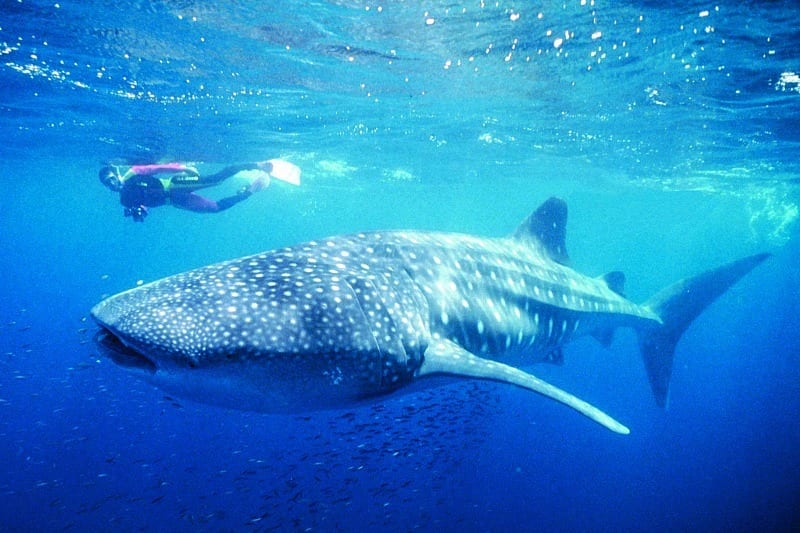 diver swimming beside  with the Whale Sharks, Ningaloo Reef, Exmouth, Western Australia