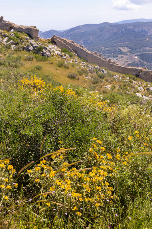 fortification walls with wildflowers in the foreground