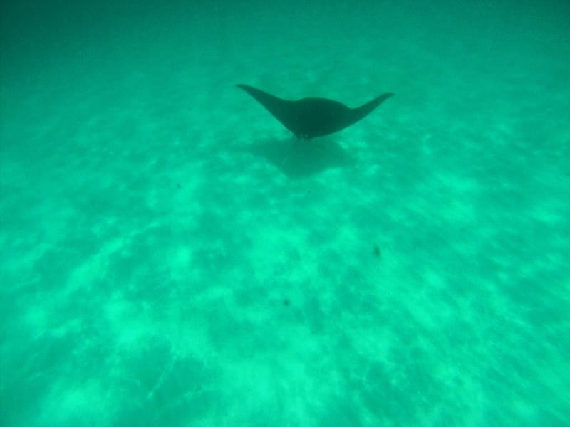 A manta ray swimming under water