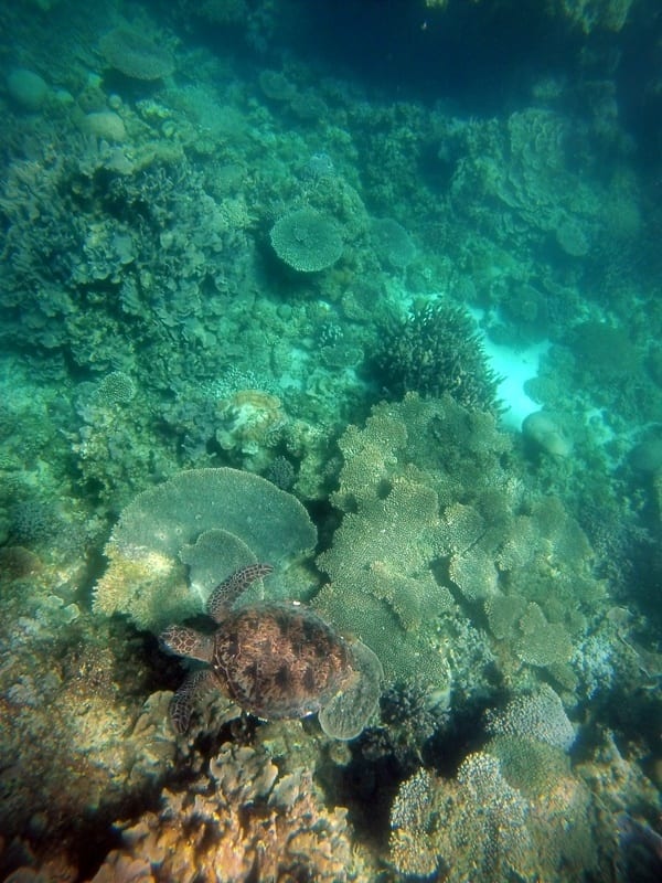 Swimming with turtles in Ningaloo Reef, Western Australia