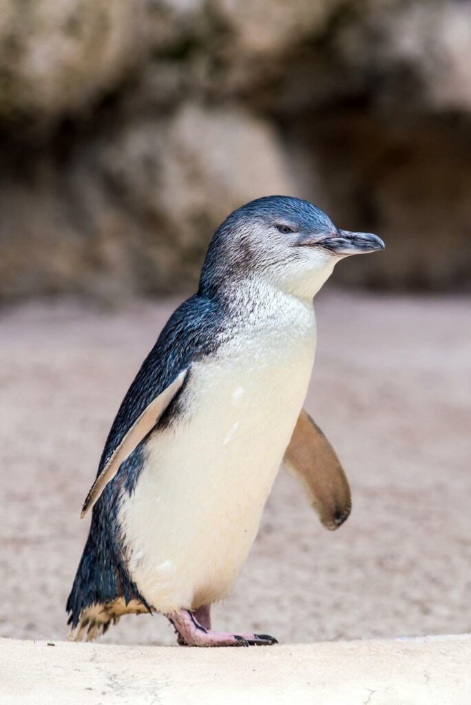 penguin