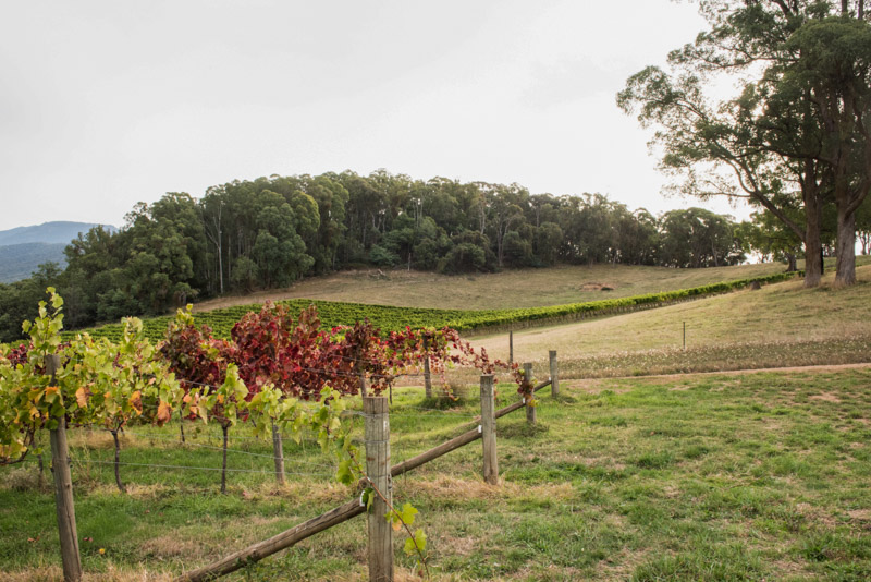 Vineyards at ringer reef winery