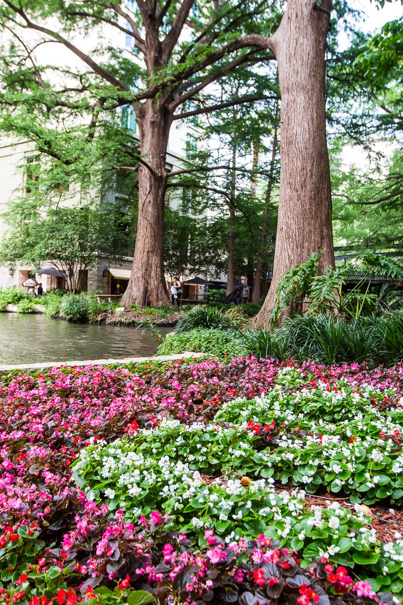 garden with a river