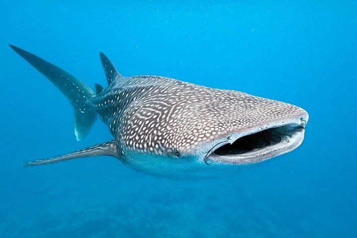 Swim with the Whale Sharks, Ningaloo Reef, Exmouth, Western Australia