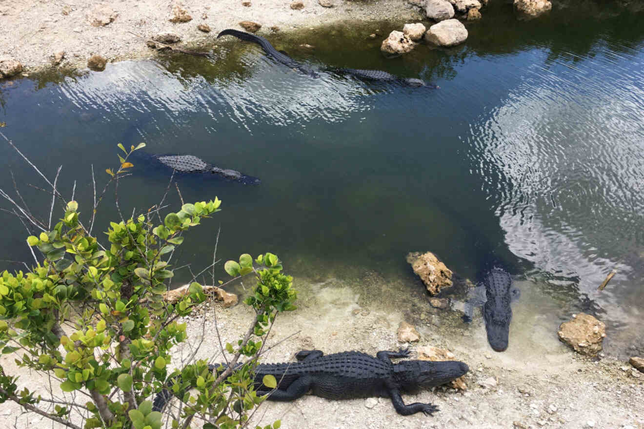 several alligators swimming 