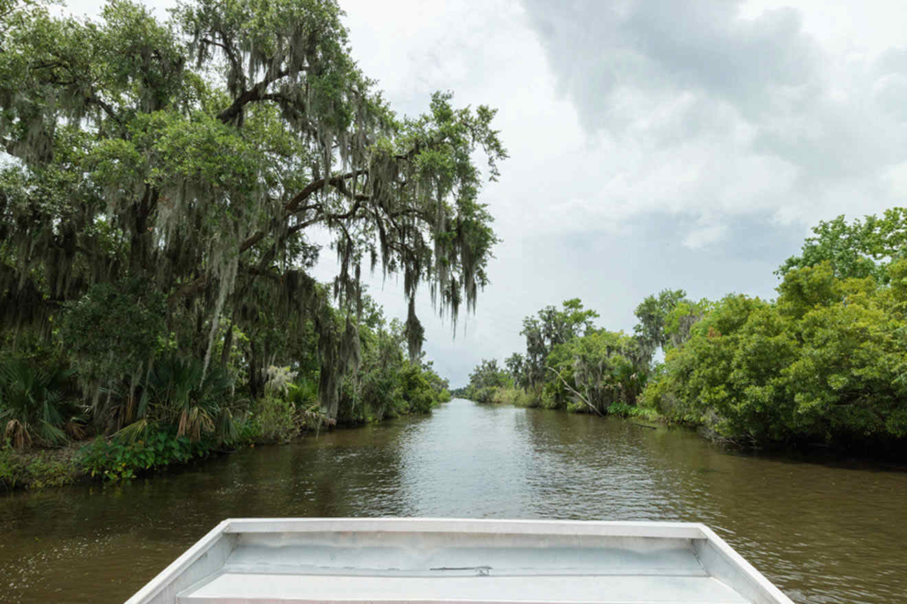 swamp view from an airboat