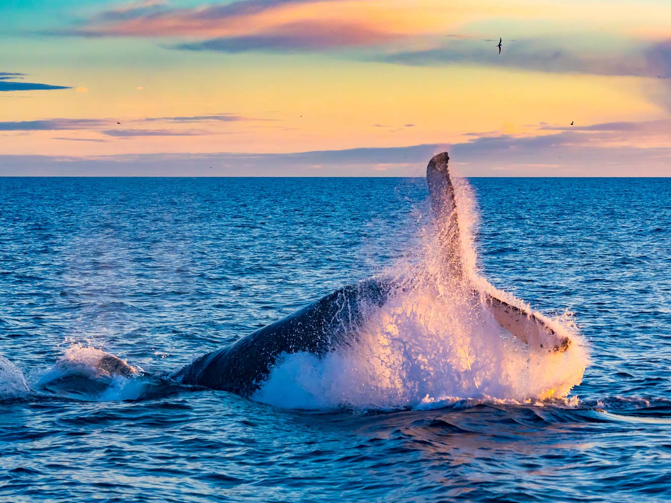 Whale splashing in water