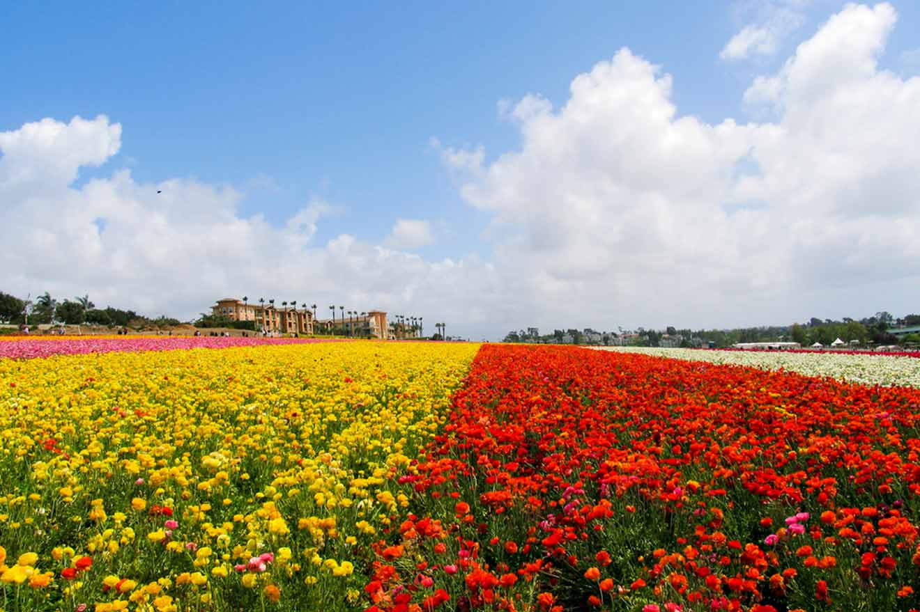 a field of colorful flowers