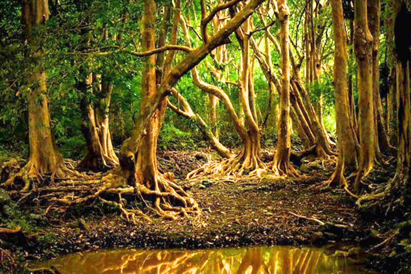 image from Black River Gorges National Park