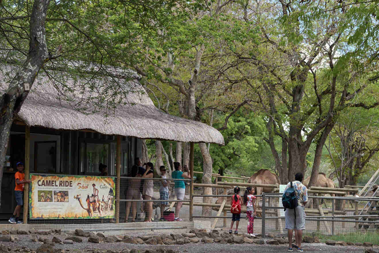 camel ride corner in Casela Nature Park