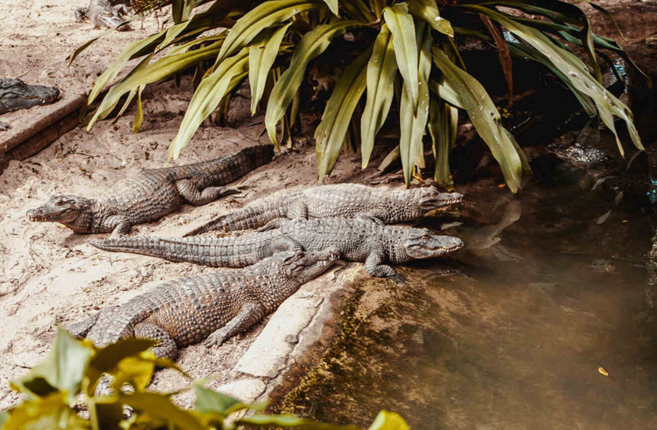 Three alligators